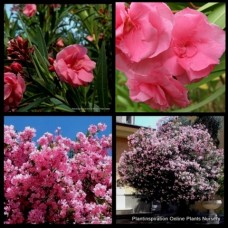 Oleander Cerise x 1 Plant Double Pink Flowering Plants Garden Hedging Shrubs Hardy Nerium Splendens Drought Frost Wind resistant 